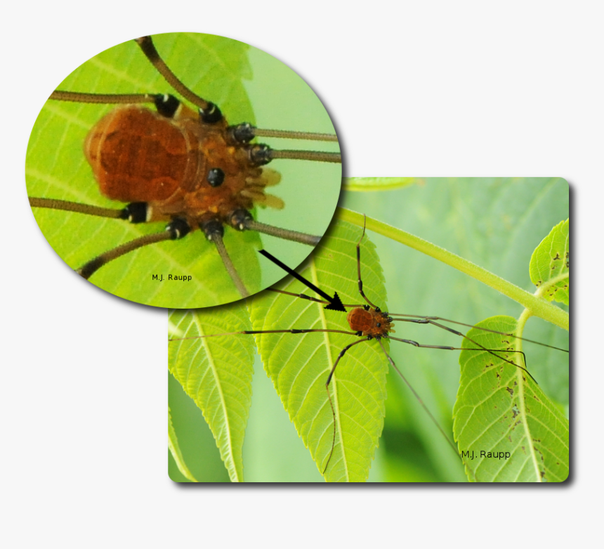 Harvestmen Appear To Have A Single Body Region - Insect, HD Png Download