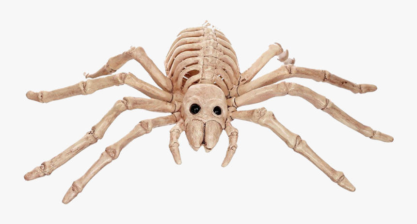 Halloween Skeleton Spider, HD Png Download