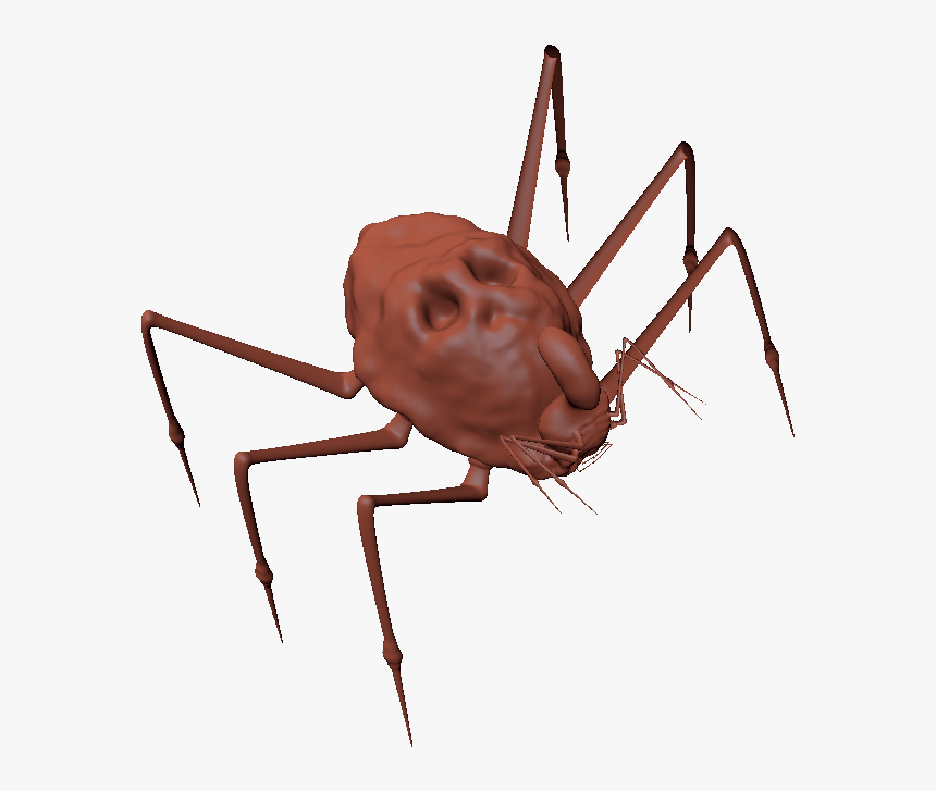Araneus Cavaticus, HD Png Download