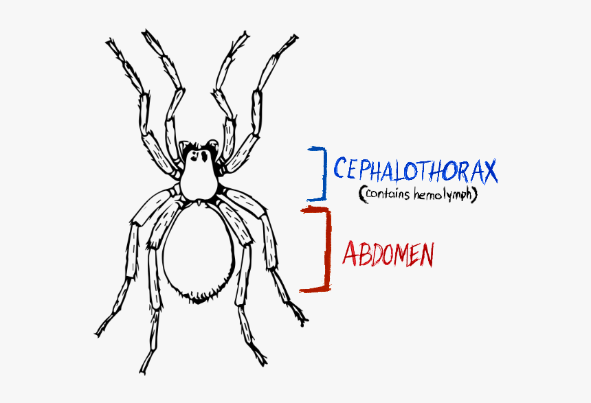 Spider, Spider Anatomy, Hydraulic Spider - Spider Black And White Drawing, HD Png Download
