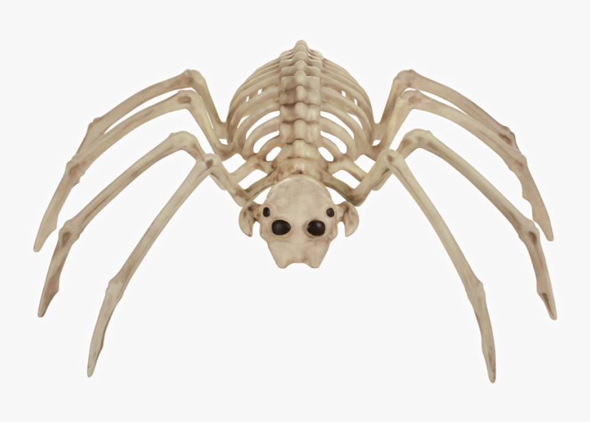 Spider Bonez - Spider, HD Png Download