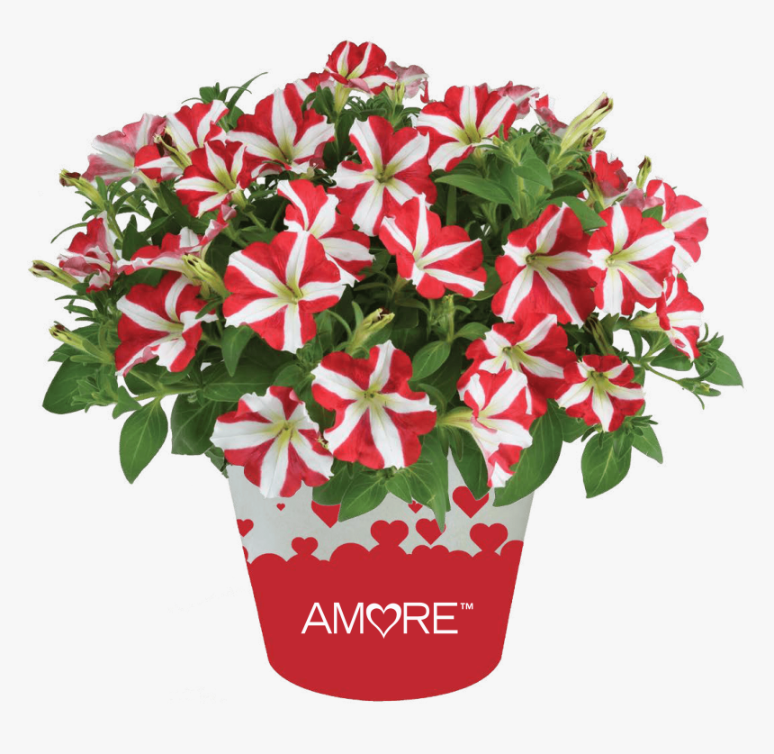 Petunia Amore King Of Hearts, HD Png Download