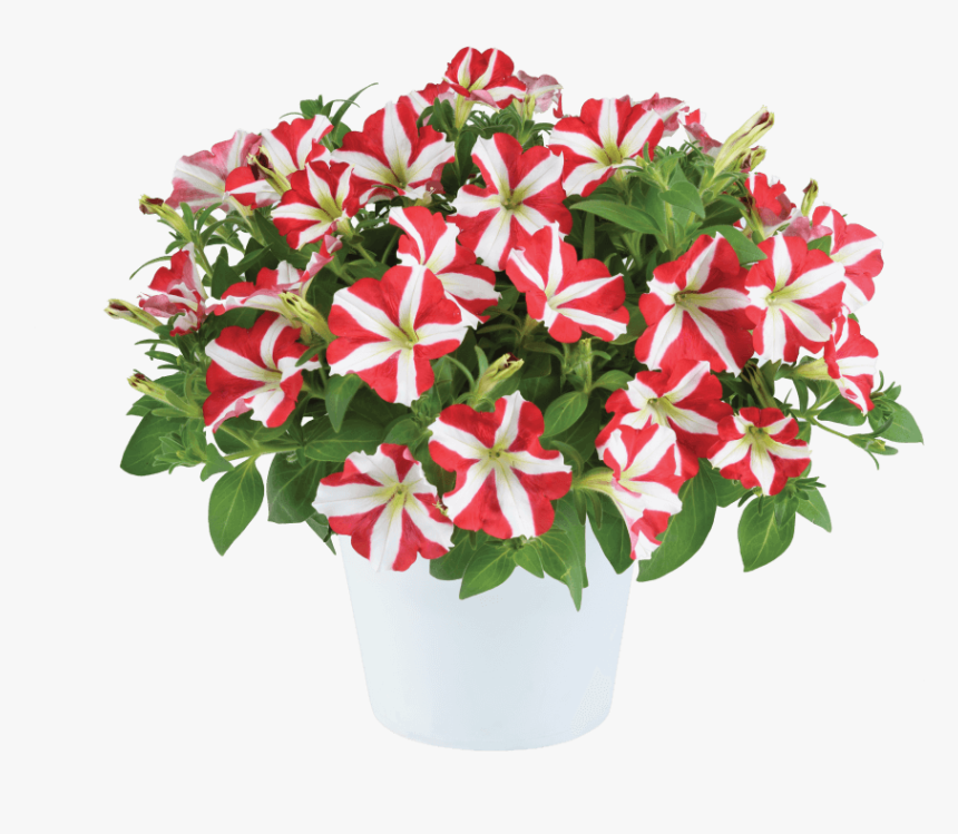 Petunia Amore King Of Hearts, HD Png Download