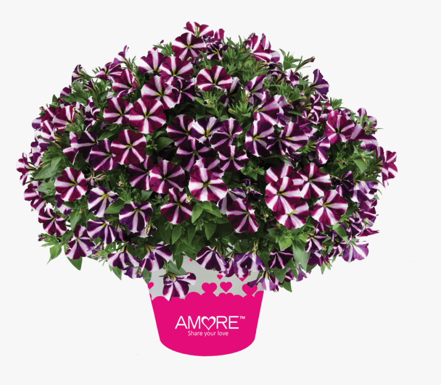 King Of Hearts Png, Transparent Png