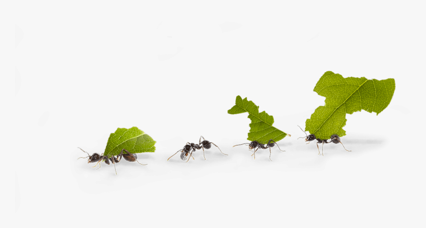 Snow, HD Png Download