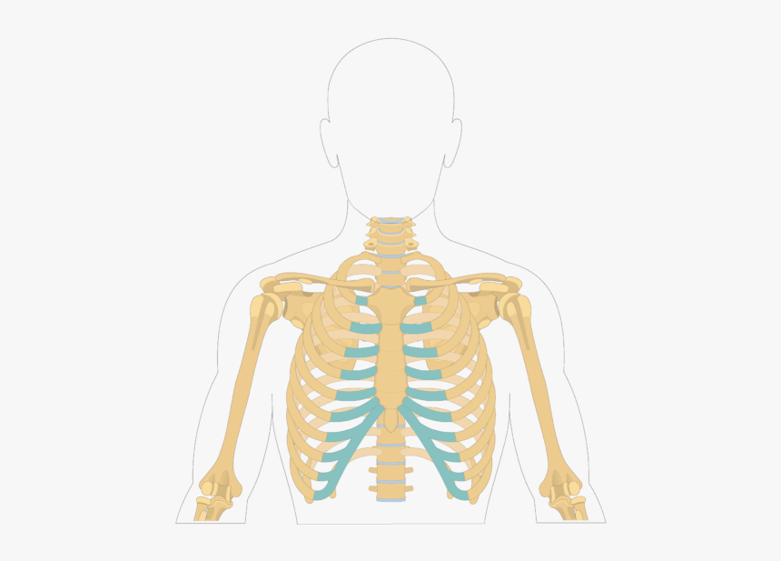 Sternum Bone - Overview - Sternum Bone, HD Png Download