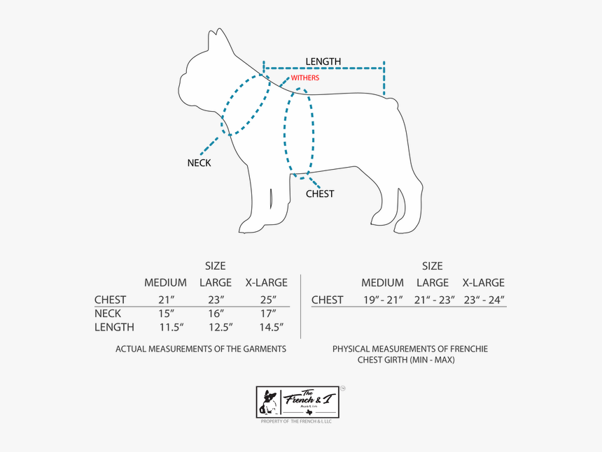 Picture - French Bulldog, HD Png Download