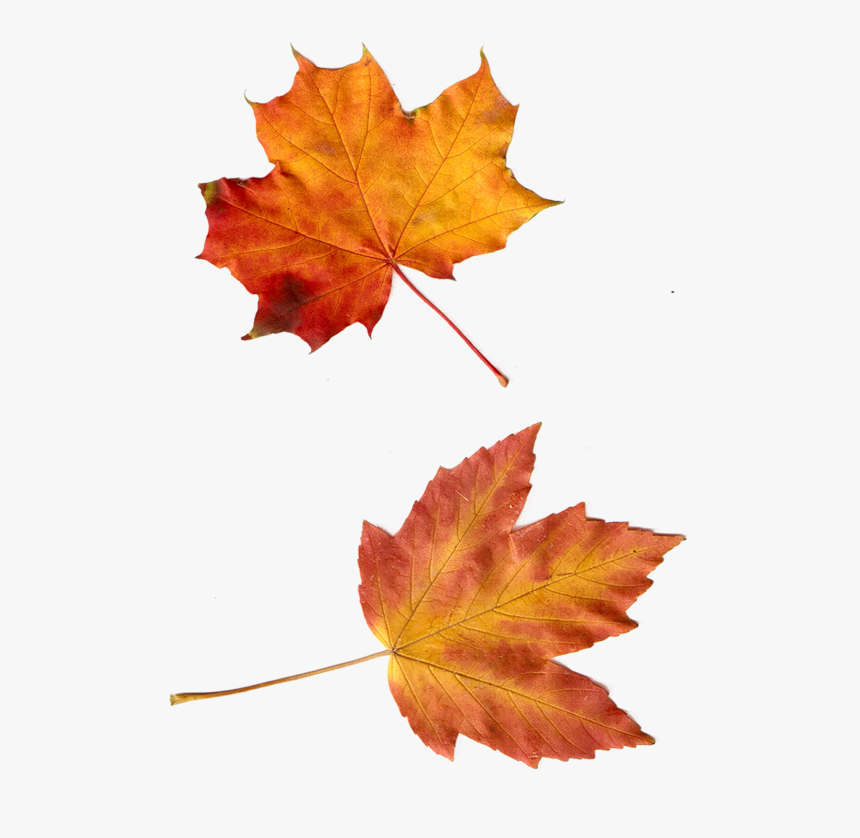 Hojas Png Para Photoscape, Transparent Png