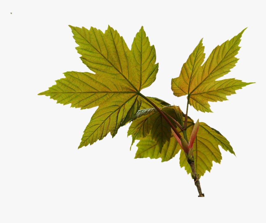 Las Hojas De Otoño, Primavera, Hoja De Cable - Spring Leaf Png, Transparent Png