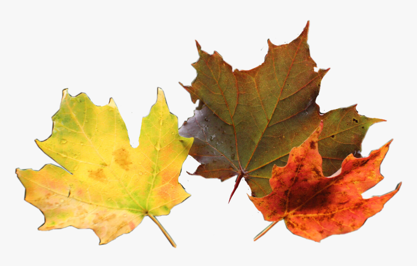 #hojas #otoño #naranja #nature #leaves - Maple Leaf, HD Png Download