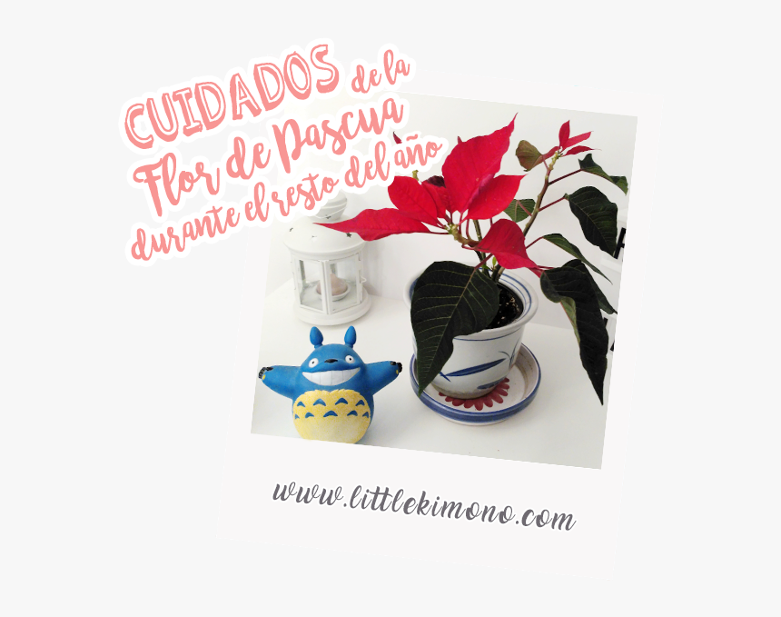 Cuidados De La Flor De Pascua Durante El Resto Del - Poinsettia, HD Png Download