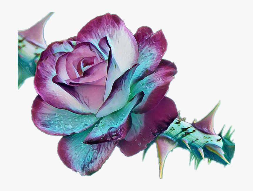 Garden Roses, HD Png Download