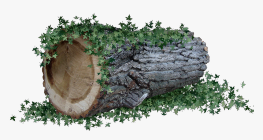 Tronco Png 5 » Png Image - Tronco Png, Transparent Png