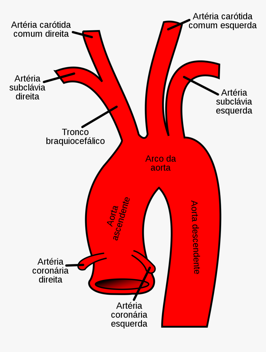 Aortic Arch, HD Png Download
