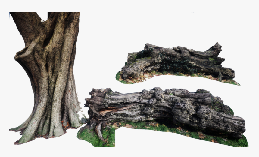 #arbol #tronco - Oak, HD Png Download