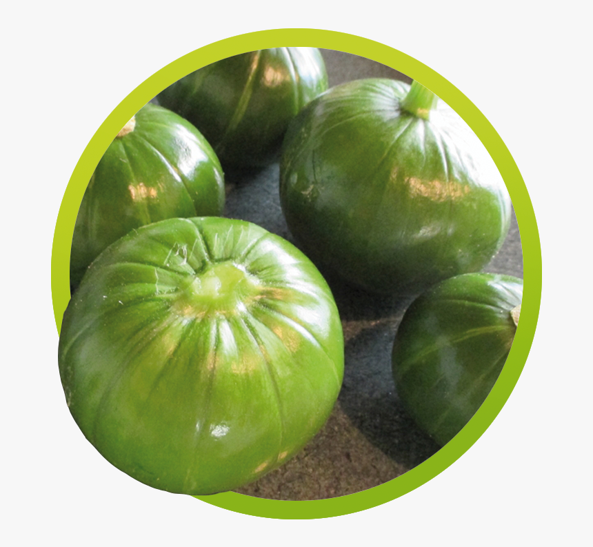 Zapallito De Tronco Png, Transparent Png