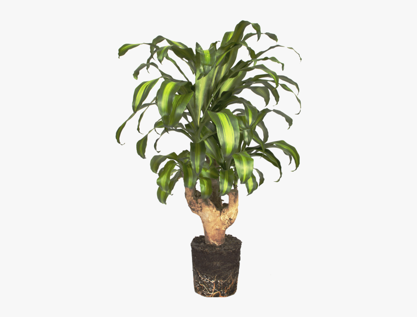 Tronco Del Brasil - Plants, HD Png Download