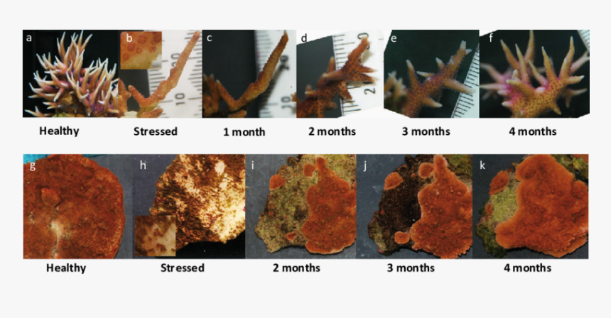 Stony Coral, HD Png Download