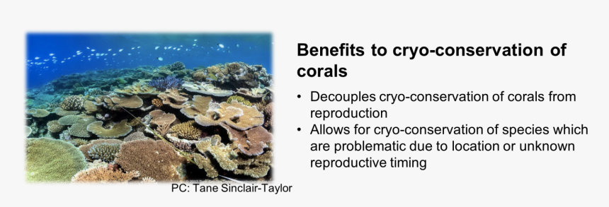 Coral Reef, HD Png Download