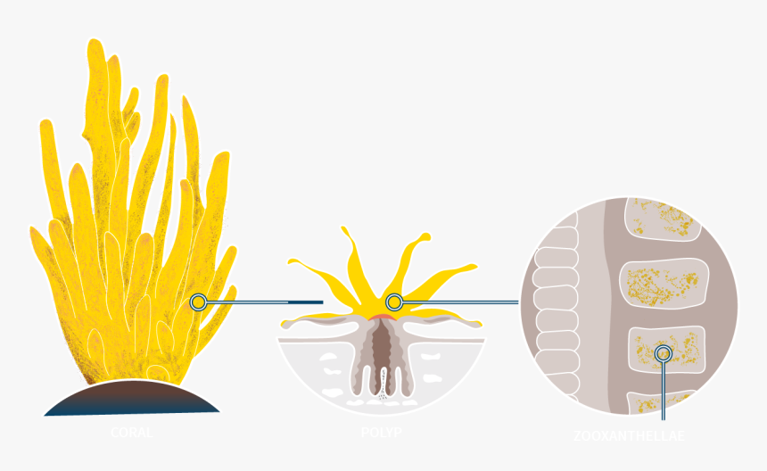 Illustration, HD Png Download
