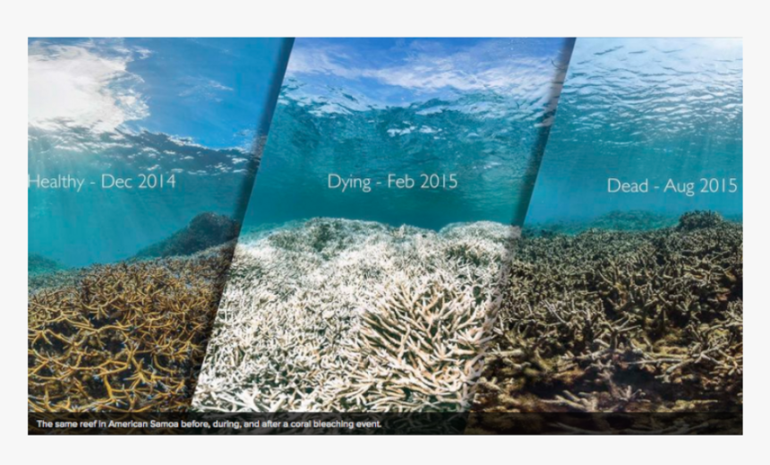 The Same Reef In American Samoa Before, During And - Great Barrier Reef Coral Bleaching Before And After, HD Png Download