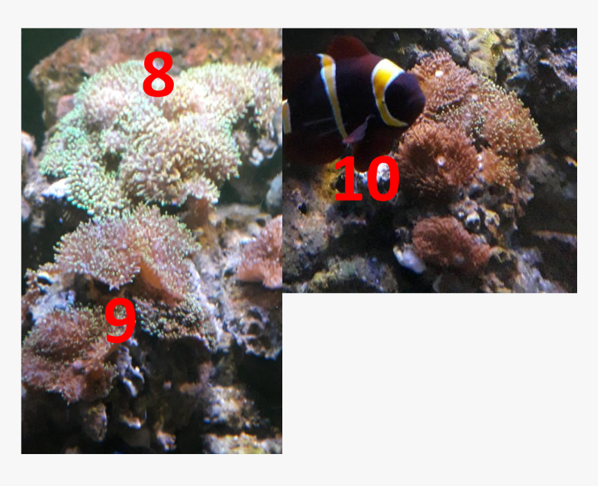 Underwater, HD Png Download