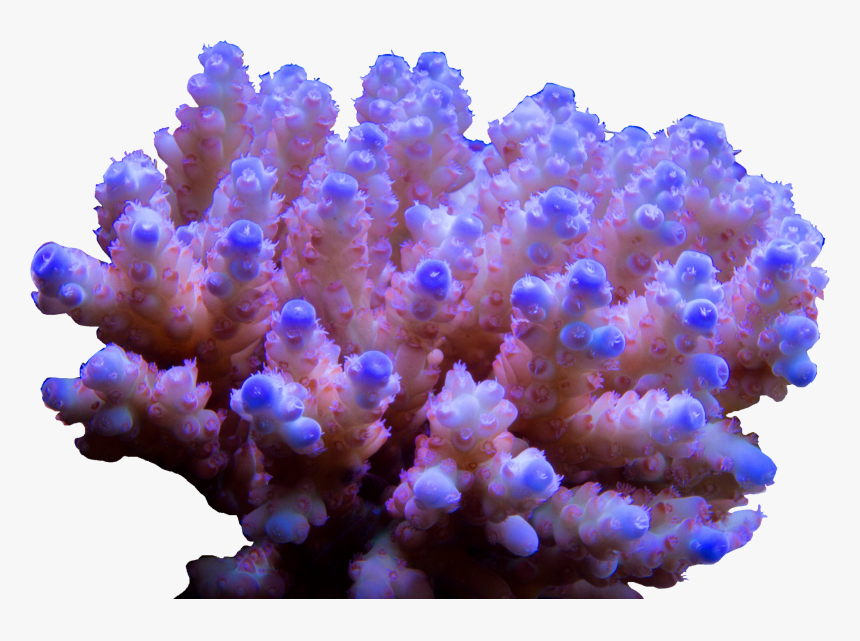 Stony Coral, HD Png Download