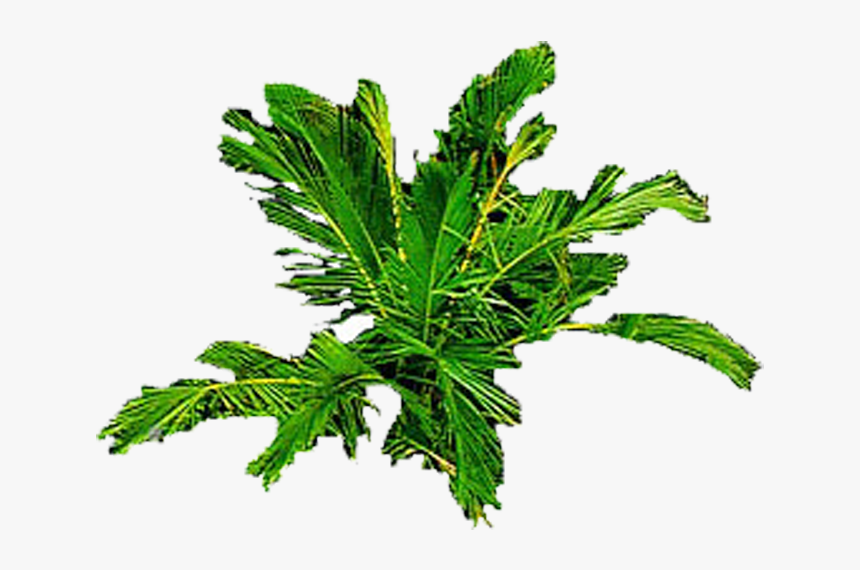 Leaf Vegetable, HD Png Download