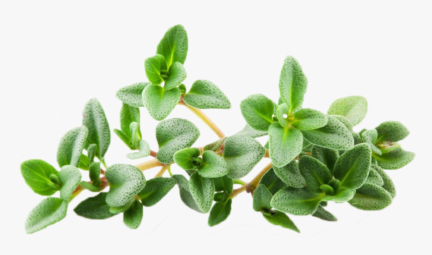 Thyme Png, Transparent Png , Transparent Png Image PNGitem