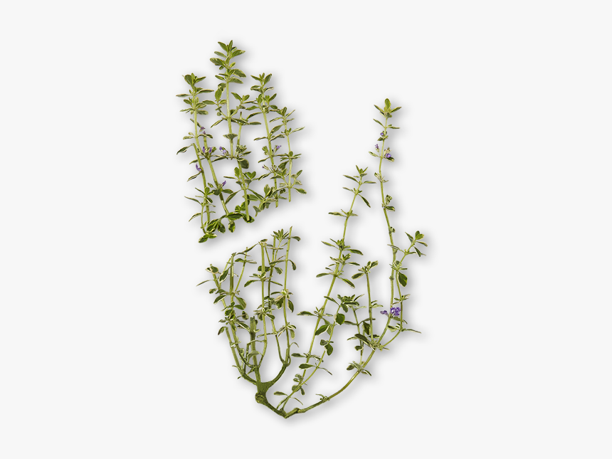 Chlorophyta, HD Png Download