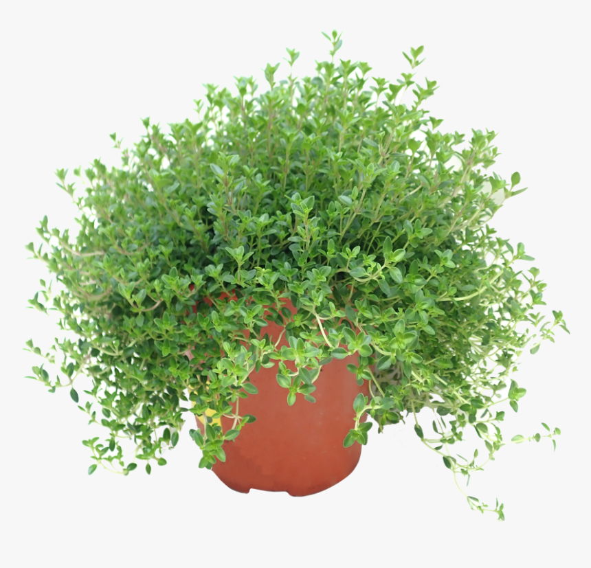 Flowerpot, HD Png Download