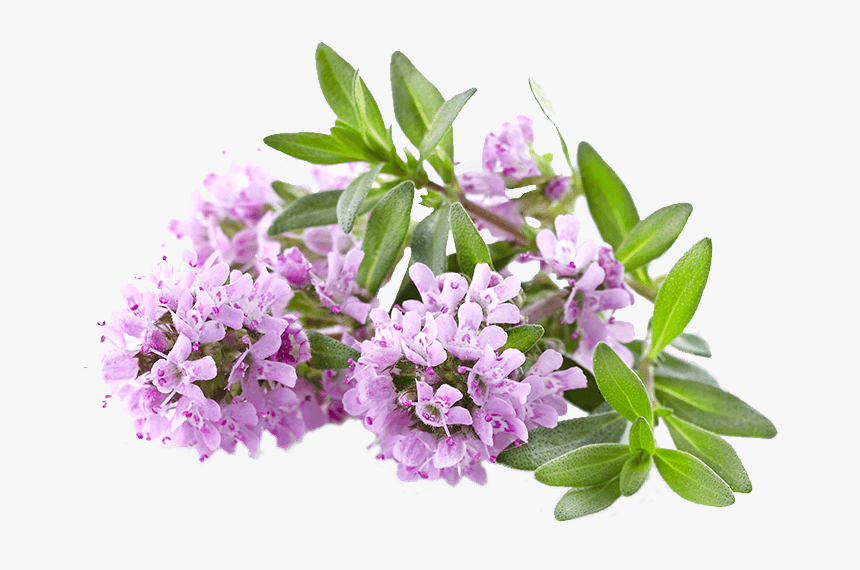 Satureioides Thyme - Thyme Flowers, HD Png Download