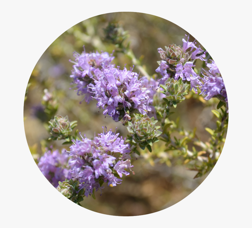 Bellflower, HD Png Download