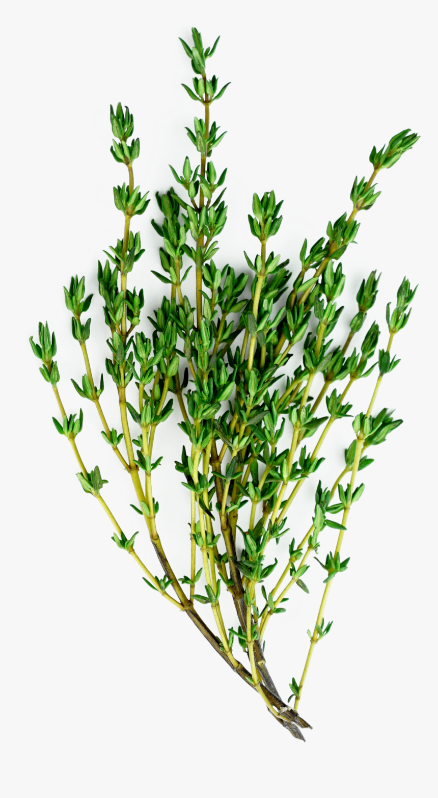 Floral Design, HD Png Download