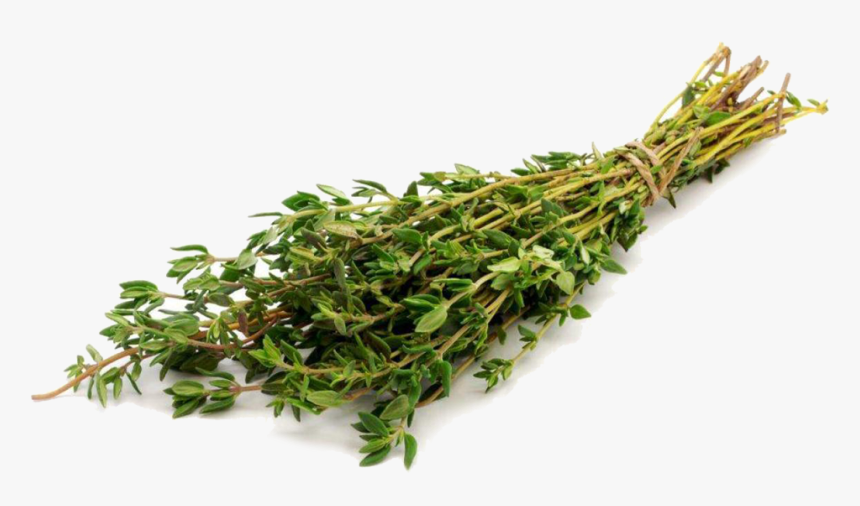 Тимьян Чабрец, HD Png Download