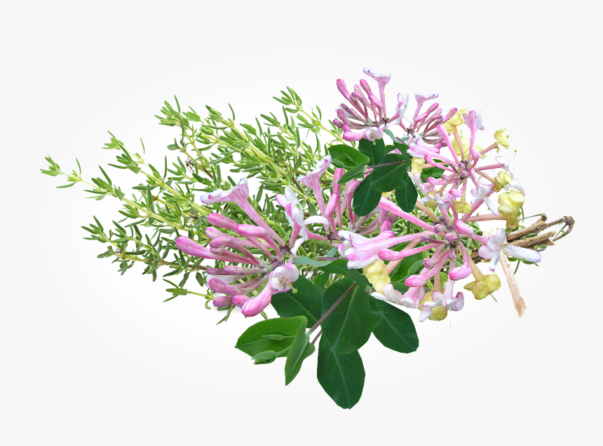 Thyme Transparent Background, HD Png Download