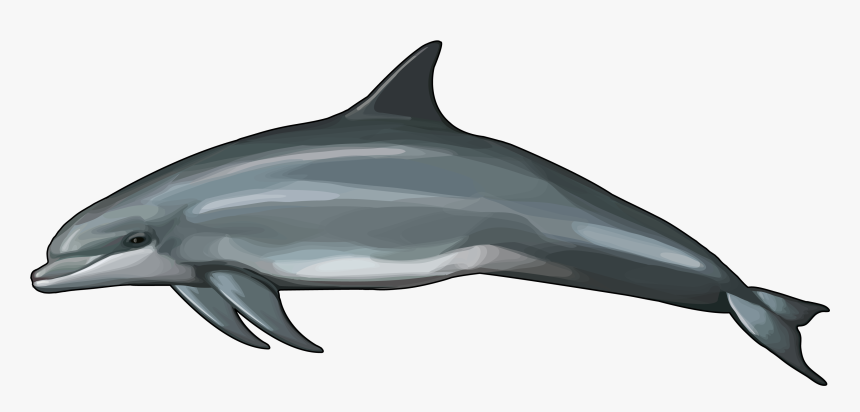 Rough Toothed Dolphin Size, HD Png Download