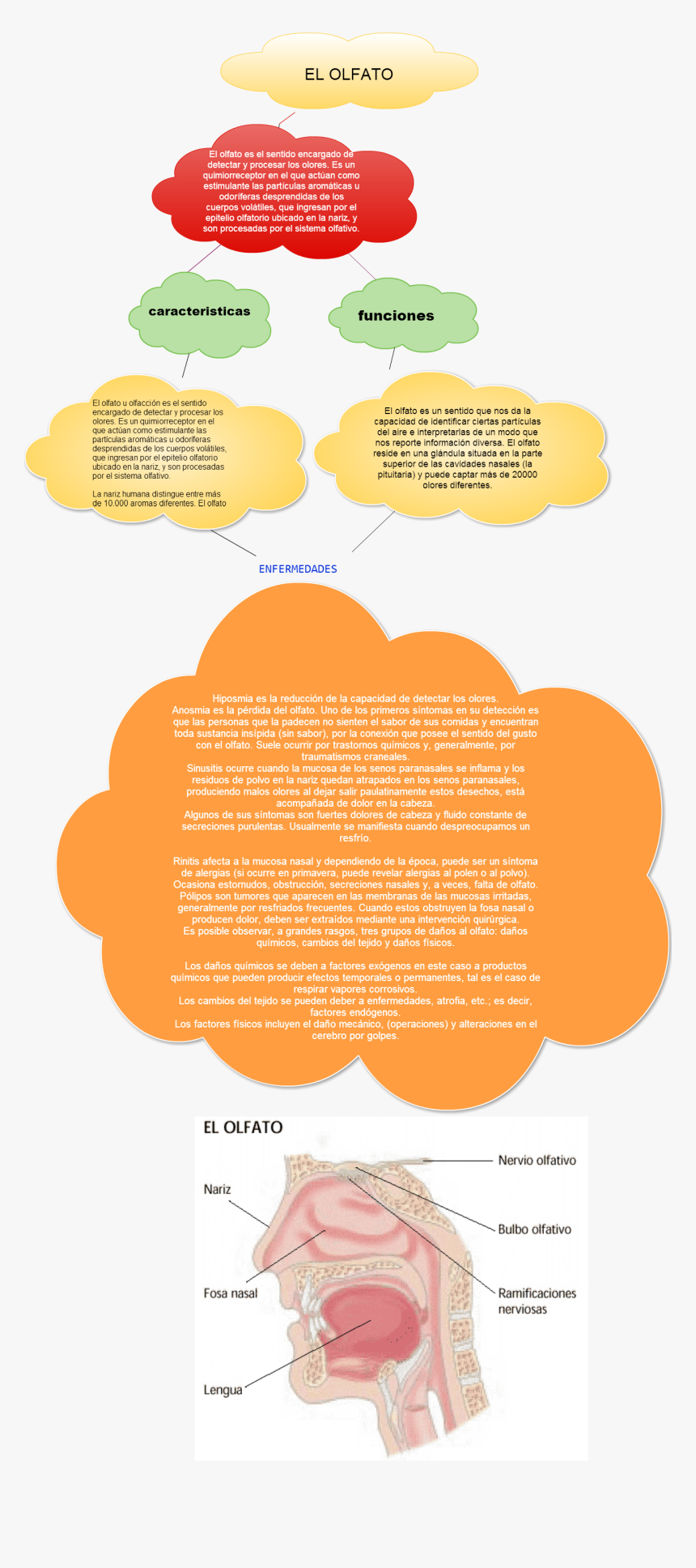 Sentido Del Olfato Y Sus, HD Png Download