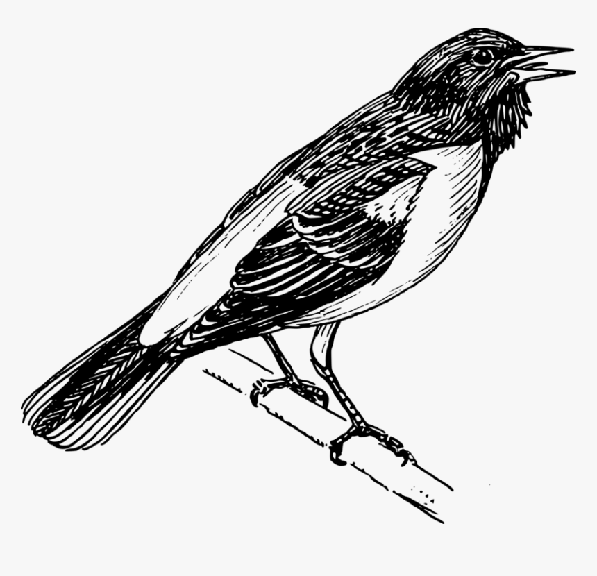Perching Bird,wildlife,tail - Bird Clipart Png Black And White, Transparent Png