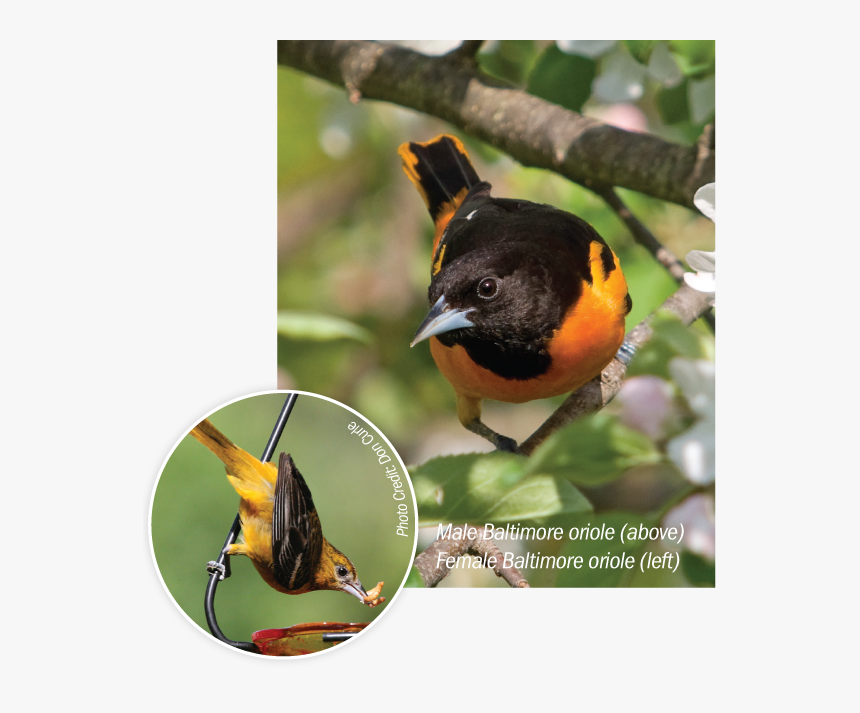 Male And Female Baltimore Orioles - Finch, HD Png Download
