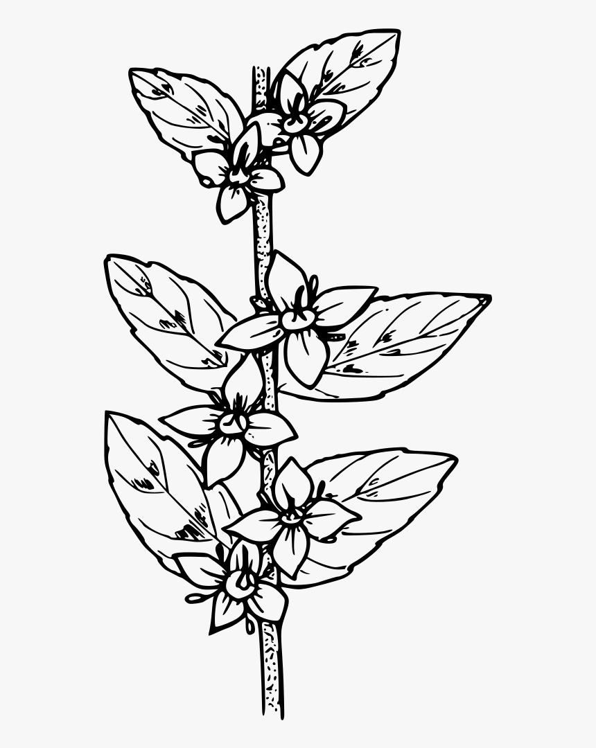Oregon Boxwood - Flora Hitam Putih, HD Png Download