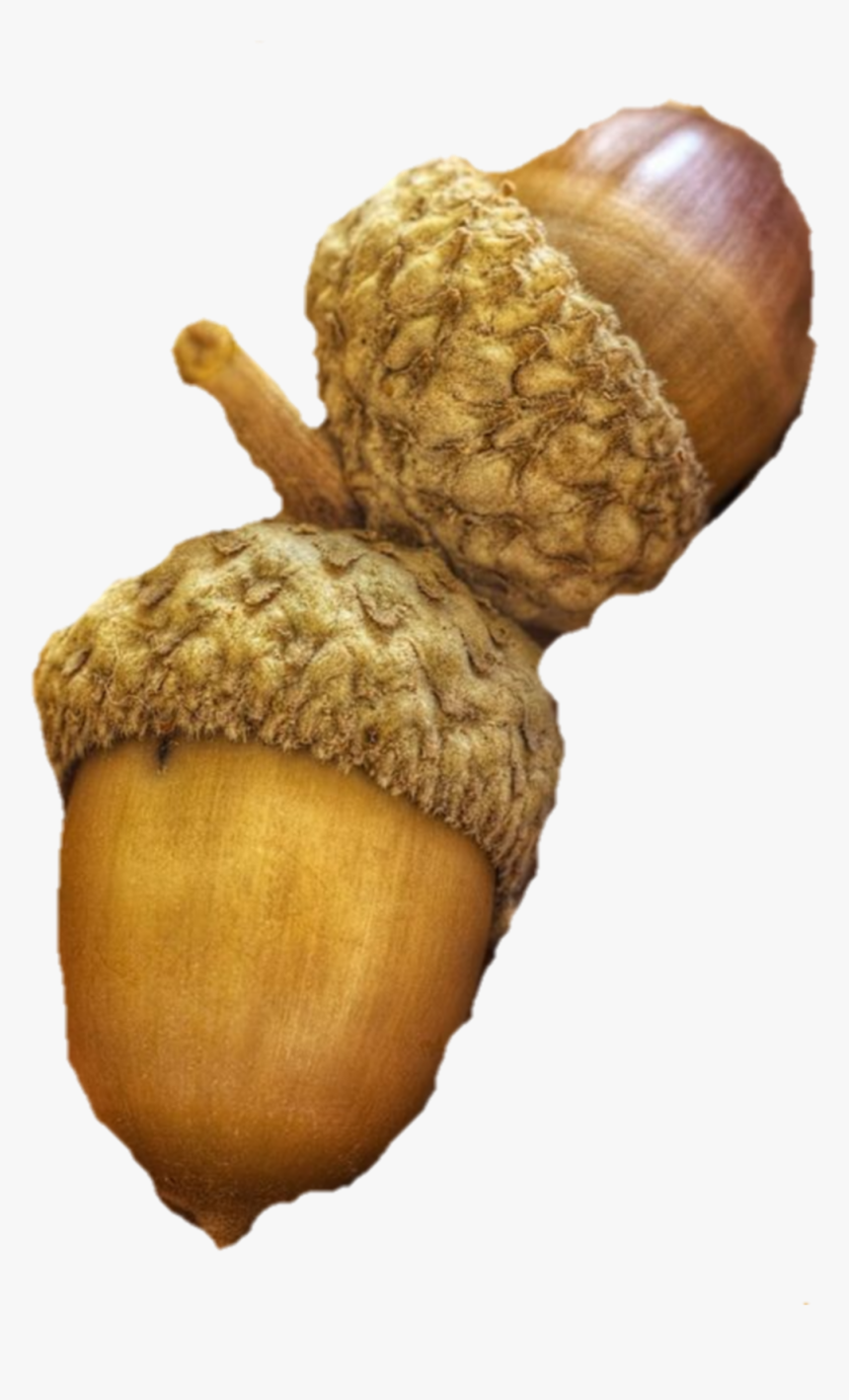#acorns #acorn - Acorn, HD Png Download