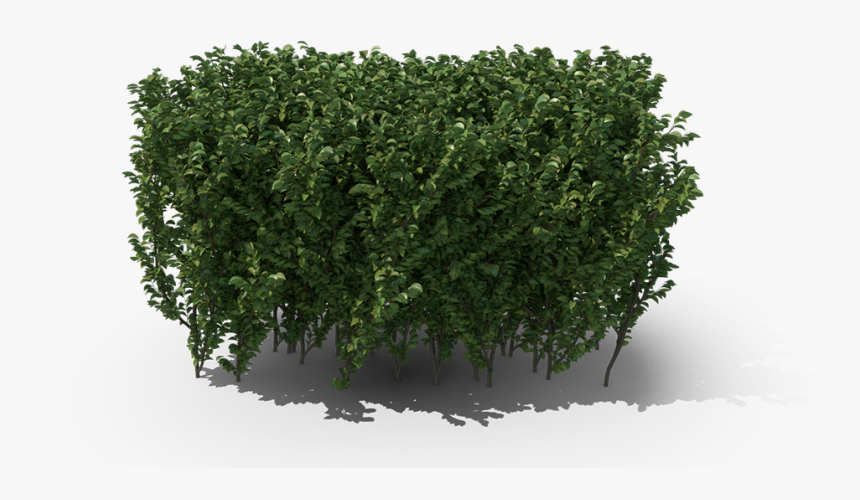 Hedge, HD Png Download