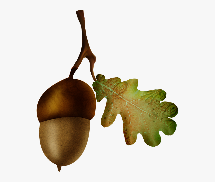 Acorn Oak Nut Fruit - Gambel Oak, HD Png Download