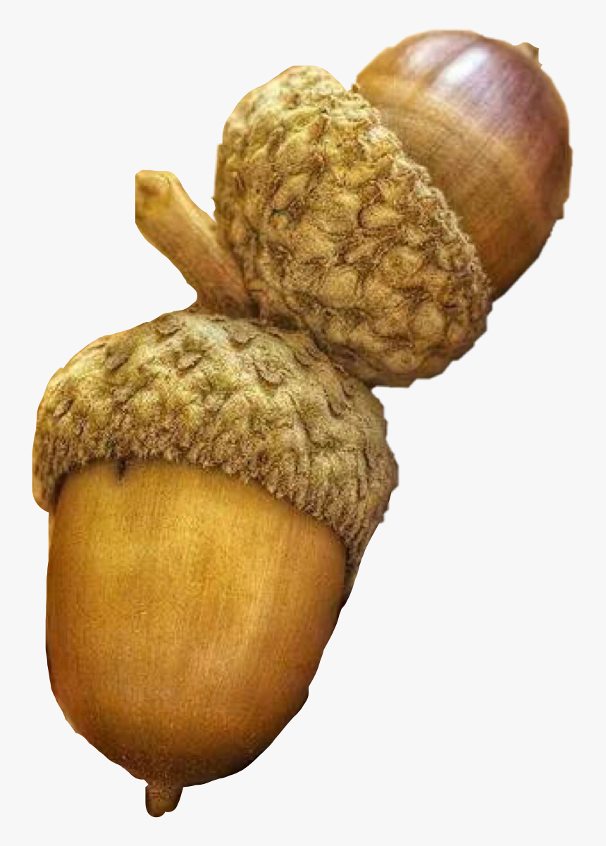 #fall #acorns #nuts #autumn #freetoedit - Autumn Acorn, HD Png Download