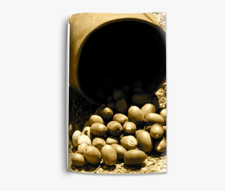 Kumeyaay Acorns What Kind, HD Png Download