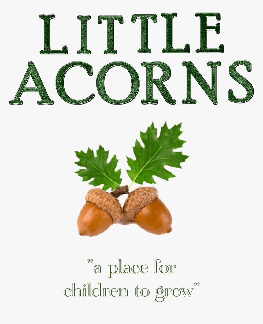 Hazelnut, HD Png Download