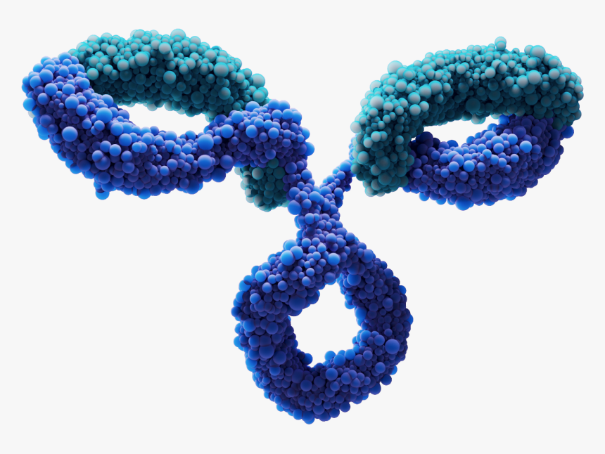 Monoclonal Antibody - Jewelry Making, HD Png Download