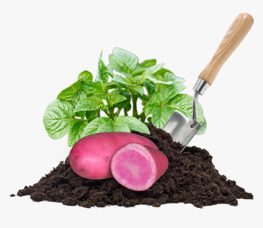 Transparent Planting Seeds Clipart - Kompos Png, Png Download
