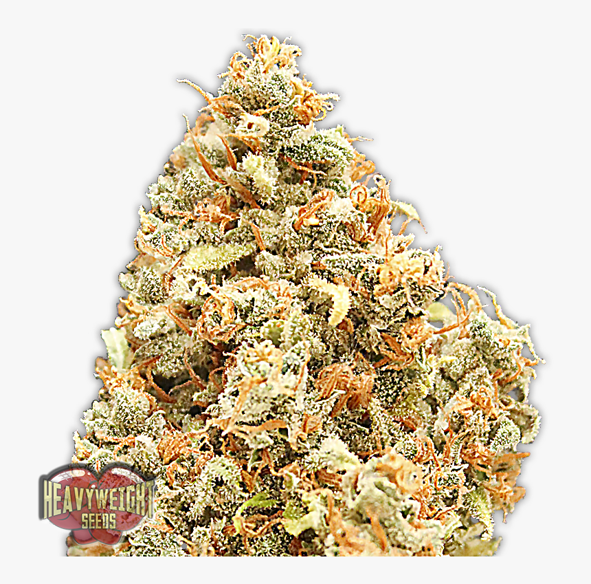Transparent Amnesia Monster Png - Monster Profit Heavyweight Seeds, Png Download